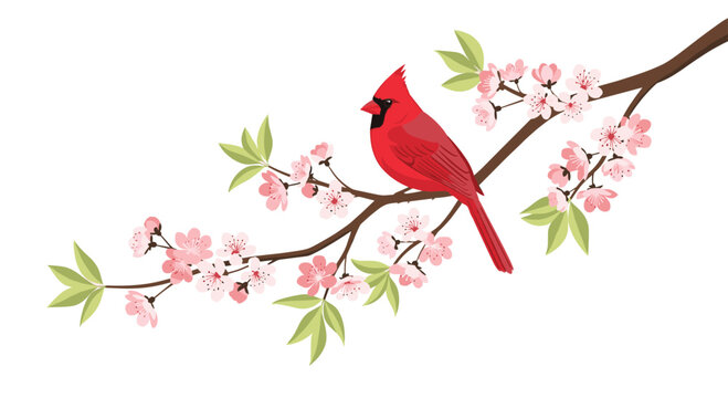 A red cardinal bird is perched on a flowering branch with pink cherry blossoms and green leaves on a white background.