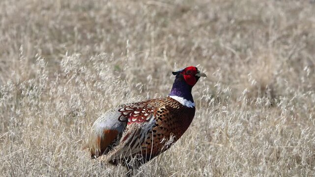 Close up of a Ring-necked Pheasant missing a tail as it walks through the grass in slow motion.