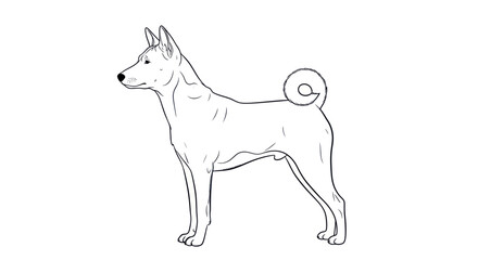 Fototapeta premium Basenji Dog Breed Outline Drawing, Standing Pose, White Background