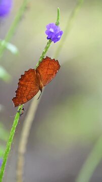 Slow motion vertical video of a Ariadne ariadne pallidior butterfly drinking nectar from a flower, continuously opening and closing its wings in a peaceful garden