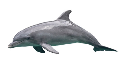 Obraz premium isolated A dolphin swims in the water on transparent background