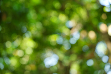 Natural green bokeh background blurred foliage © Chetra168
