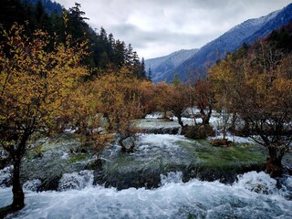 A high-angle view of Bonsai Shoal, Shuzheng Lakes in Jiuzhaigou. Fast-flowing turquoise water cascades around small trees and autumn shrubs in a limestone landscape under a misty mountain backdrop. © JY