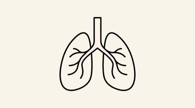 Vector graphic illustration of human lungs with trachea and bronchi