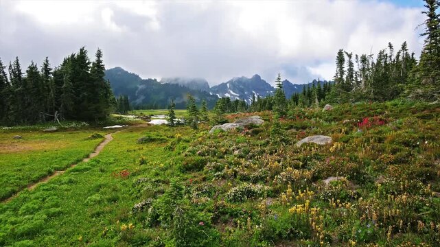 footage of the scenic Spray Park Trail in Mount Rainier National Park, Washington State. The video captures the beauty of an alpine meadow filled with a variety of colorful wildflowers, including aval
