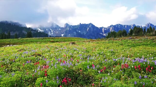 A high-angle, horizontal shot captures the breathtaking summer display of red Indian paintbrush (Castilleja parviflora) and purple lupine wildflowers in a lush green sub-alpine meadow along the Spray 