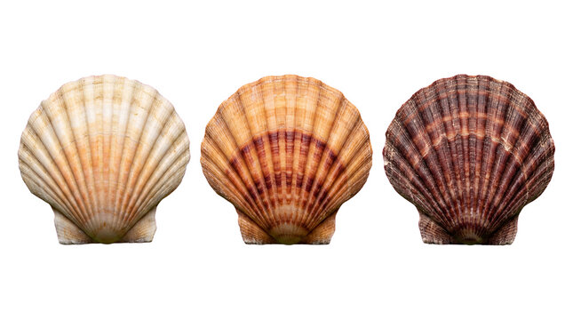 isolated Three colorful scallop shells are displayed side by side on transparent background