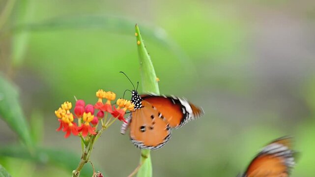 Slow motion of a Danaus chrysippus butterfly drinking nectar from a flower, with a second butterfly flying nearby and interrupting repeatedly, peaceful garden setting