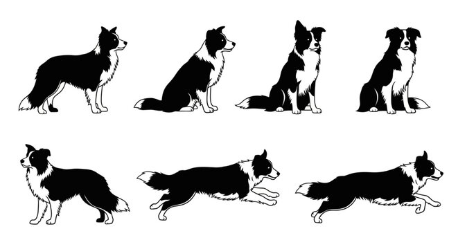 Border Collie dog in various poses.