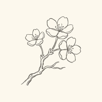 Minimalist Line Art Sakura Vector Illustration Cherry Blossom Branch Design Element