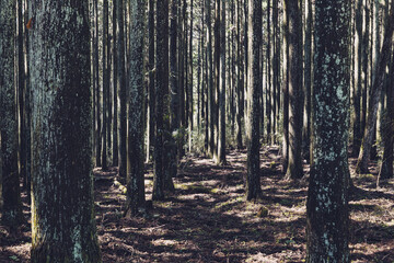 静岡県富士市にある富士ヒノキの美しい人工林 