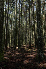 静岡県富士市にある富士ヒノキの美しい人工林 