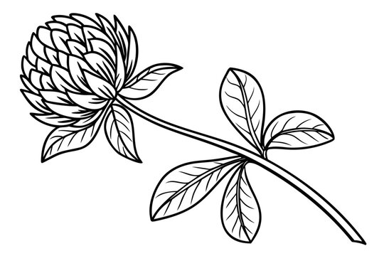 coloring page line art the gomphrena flower black vector