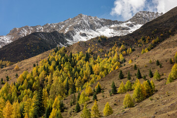 Fototapeta premium Bipenggou National Park is a breathtaking natural wonder during the autumn foliage season in October.