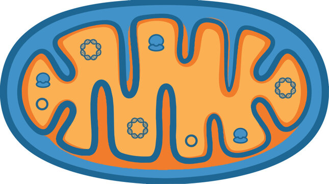 Mitochondria cell organelle structure.