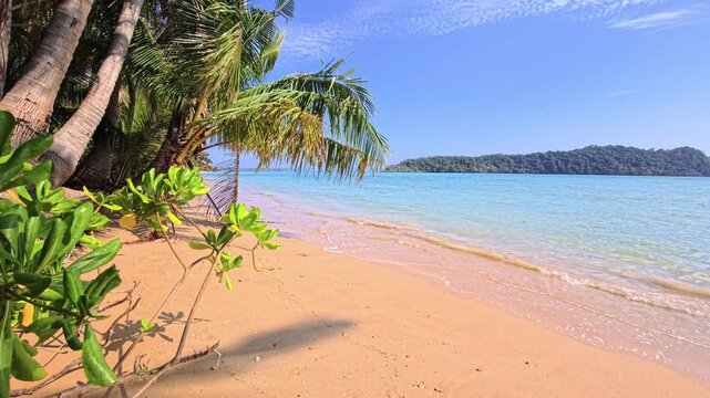 Sandy shoreline with palm canopy and soft wave patterns