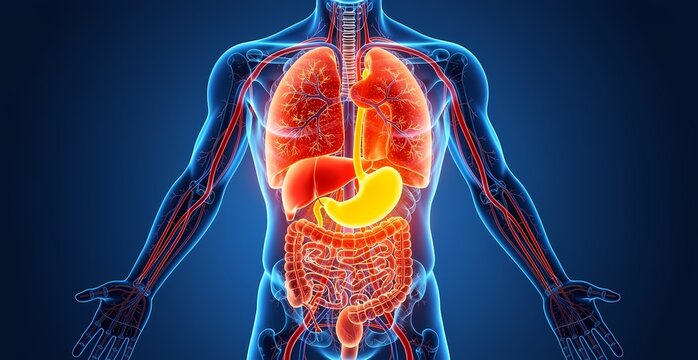Transparent Human Body Showing Respiratory and Digestive Organs in Detail