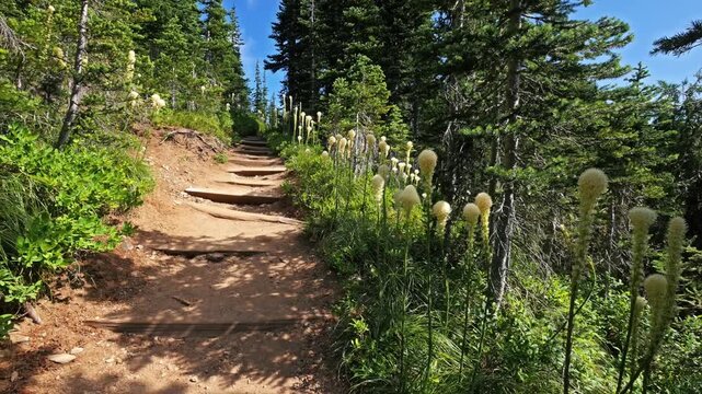 Footage of a hiker's perspective walking along the scenic Tolmie Peak Trail in Mount Rainier National Park, Washington. The dirt trail with wooden steps ascends through a lush forest environment, feat
