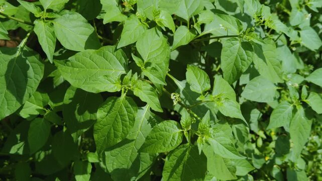 Solanum americanum, American black nightshade, small-flowered nightshade or glossy nightshade, is a herbaceous flowering plant. Centennial Park Waikiki. City of Honolulu, Ohau, Hawaii. 