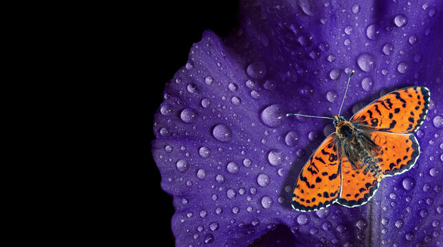 Spotted fritillary butterfly. A bright red fritillary butterfly on a purple iris petal in dew drops on a black background. Copy space