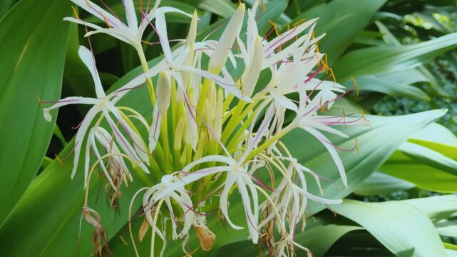 Crinum asiaticum,  poison bulb, giant crinum lily, grand crinum lily, or spider lily. Centennial Park Waikiki. City of Honolulu, Ohau, Hawaii. 