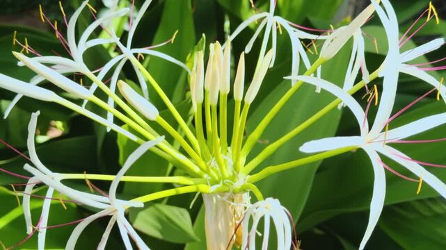 Crinum asiaticum,  poison bulb, giant crinum lily, grand crinum lily, or spider lily. Centennial Park Waikiki. City of Honolulu, Ohau, Hawaii. 