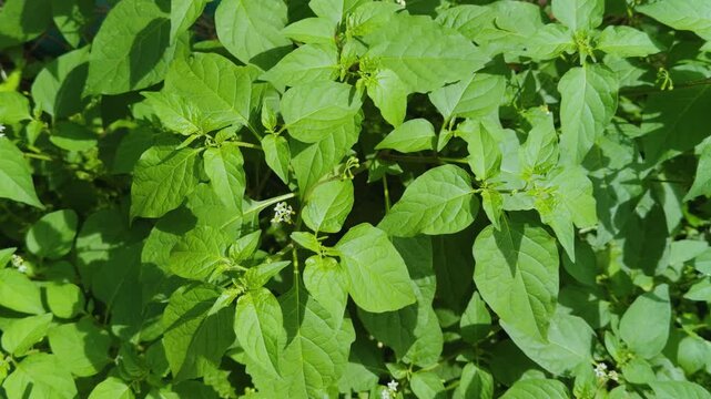 Solanum americanum, American black nightshade, small-flowered nightshade or glossy nightshade, is a herbaceous flowering plant. Centennial Park Waikiki. City of Honolulu, Ohau, Hawaii. 