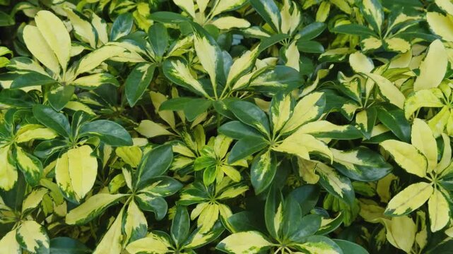 Heptapleurum arboricola  is a flowering plant in the family Araliaceae. dwarf umbrella tree. A variegated cultivar.   Waikiki, City of Honolulu, Ohau, Hawaii. 