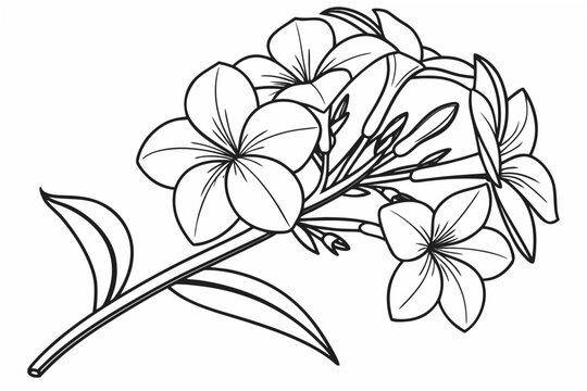 coloring page line art the phlox flower black vector