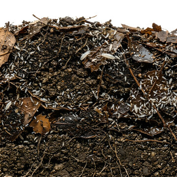Close-up Photo of Springtails and Organic Matter in Decomposing Soil