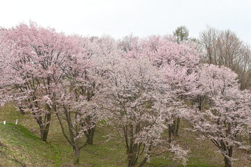Naklejka premium Cherry blossoms in full bloom at Miyama Pass Sakura Garden, Kamifurano, Japan