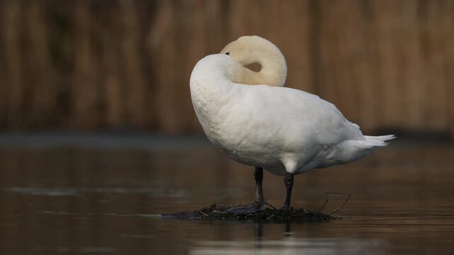 Mute swan cleaning