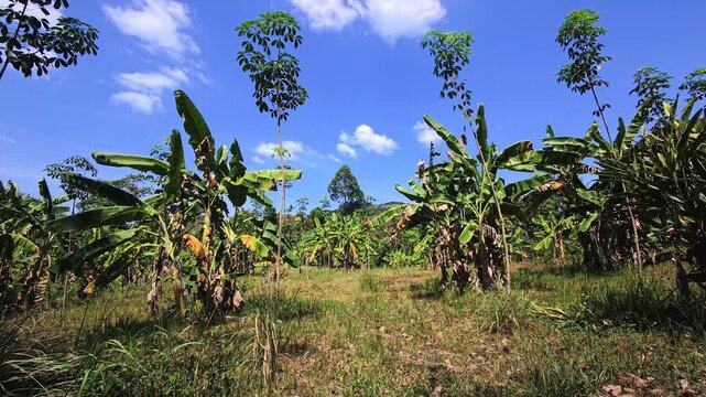 Banana plants and tropical saplings across a sunlit island clearing