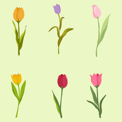 Obraz premium Set of Colorful Tulip Flowers Botanical Illustration Clipart