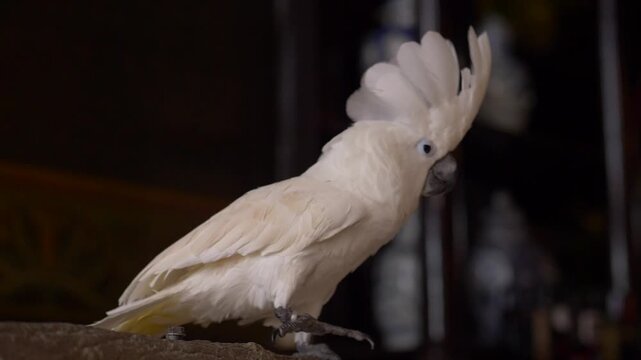 A Slow Motion Shot of White Cockatoo Parrot in Amsterdam