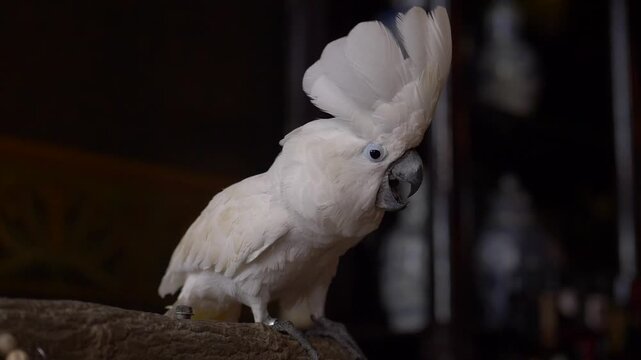A Slow Motion Shot of White Cockatoo Parrot in Amsterdam