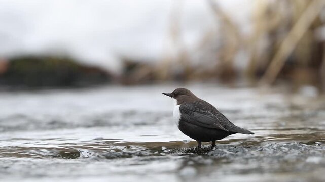 White-throated dipper