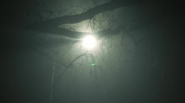 Pulling back from street lamp through branches in fog to street as camera moves backward and lowers revealing foggy night street with soft light and mysterious atmosphere