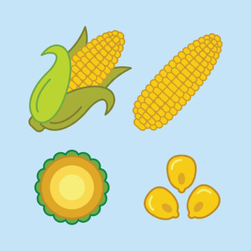 Vibrant vector illustration set of corn. Includes whole corn, cob, ear, and kernels. Ideal for food, farm, and agriculture projects