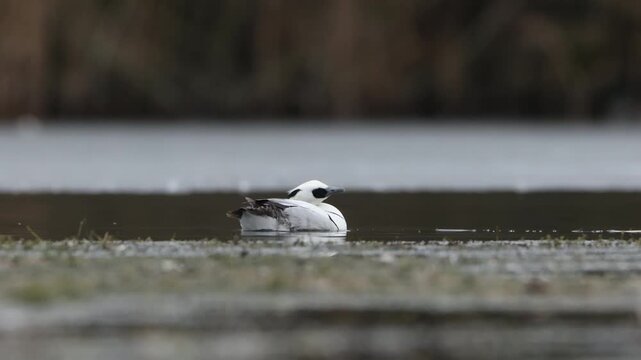 Smew female