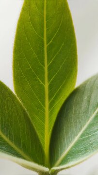 Vision in Bloom. Plant Life as a Metaphor (Growth, Renewal, Future). Vision Concept. a plant bud opening into a leaf, set in a neutral minimal background, with a visual aesthetic that is clean
