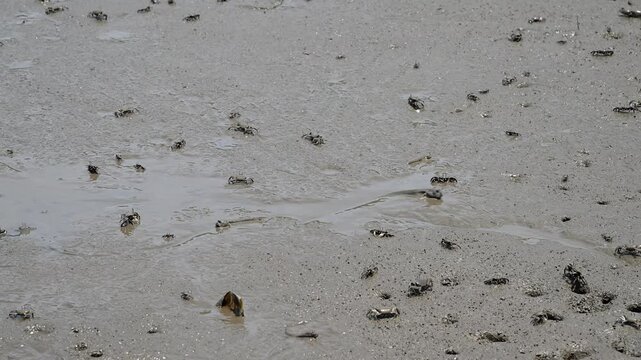 干潟で活動する小さな命の風景
「有明海の干潟、住吉海岸の日常。潮が引いた広大な泥の上を自由に駆け回るムツゴロウやトビハゼたちの、どこか愛らしく力強い生命の輝きを捉えた映像素材です。」
宇土市住吉(長部田海床路)
A glimpse into the lives of tiny creatures thriving on the tidal flats