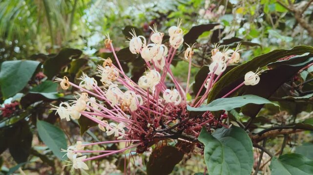 Clerodendrum quadriloculare, bronze-leaved clerodendrum, fireworks plant, Philippine glorybower, shooting star or starburst bush. Tropical Farms Macadamia Nuts. City of Honolulu, Ohau, Hawaii. 