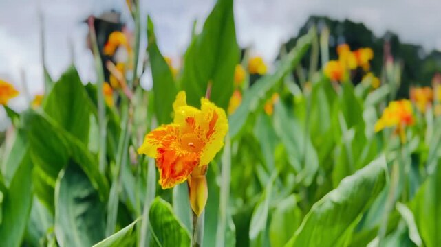 Yellow flowers of Canna lily