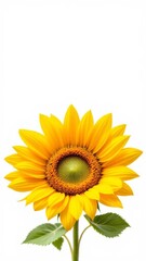 Naklejka premium sunflower isolated on white