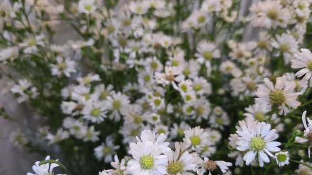 Cinematic zoom out movement moving away from a vibrant patch of blooming white aster flowers resting in a peaceful outdoor garden environment