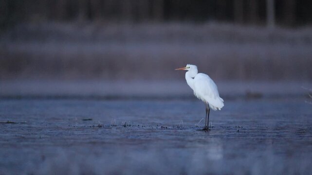 Egret in early hour