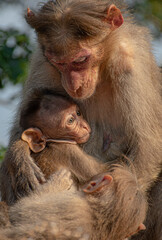 Obraz premium mother and baby baboon