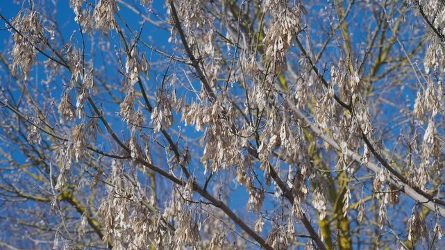 Maple seeds clustered on bare branches under clear blue sky, sunlit samaras trembling in gentle breeze, mossy trunk accents, high contrast winter light, delicate nature study