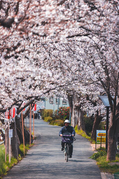 Cycling under sakura 